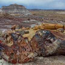 Petrified logs in the Crystal Forest